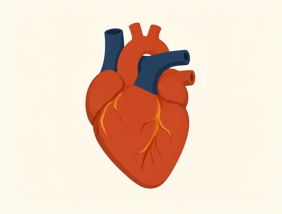 heart